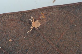 Media type: image;   Invertebrate Zoology 127853